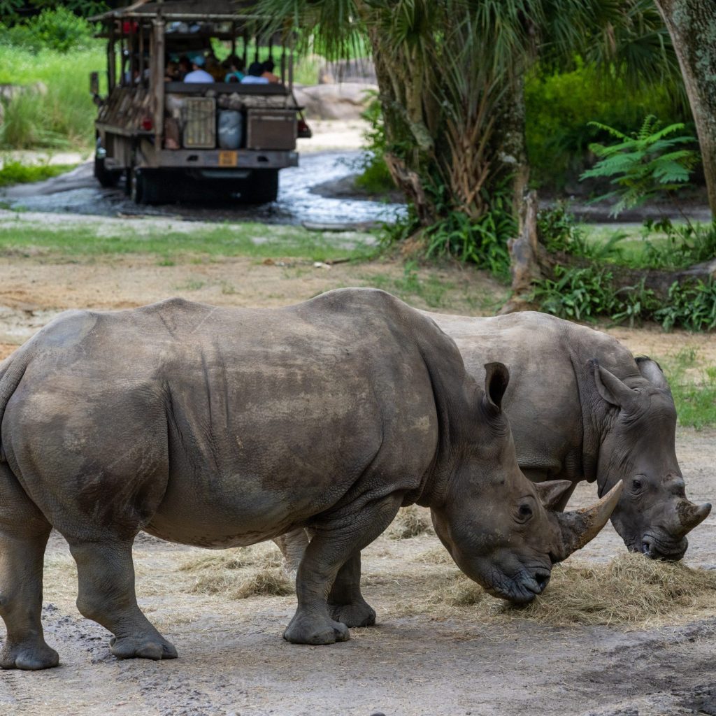 Rinocerontes en Animal Kingdom, Zoológico de Walt Disney World